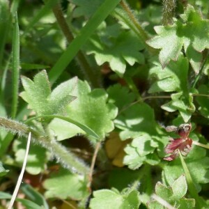 Photographie n°2556798 du taxon Saxifraga granulata L. [1753]