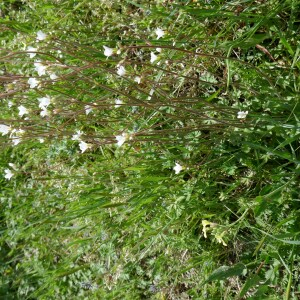 Photographie n°2556799 du taxon Saxifraga granulata L. [1753]