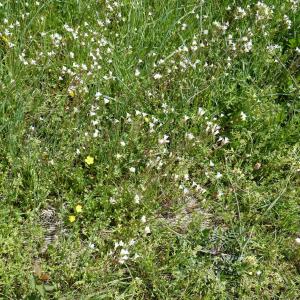 Photographie n°2556801 du taxon Saxifraga granulata L. [1753]