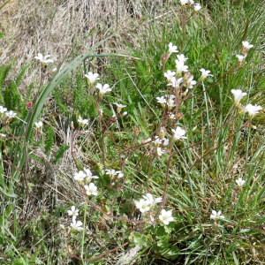 Photographie n°2556802 du taxon Saxifraga granulata L. [1753]