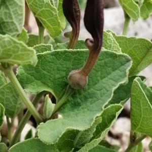 Photographie n°2556823 du taxon Aristolochia pistolochia L.