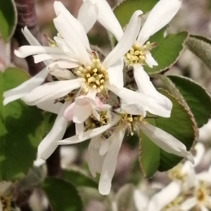  - Amelanchier ovalis subsp. ovalis 