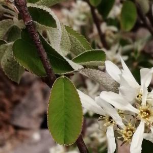  - Amelanchier ovalis subsp. ovalis 