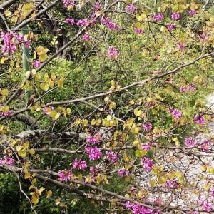 Photographie n°2556828 du taxon Cercis siliquastrum L.