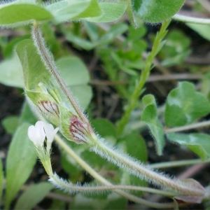 Photographie n°2556877 du taxon Trifolium subterraneum L. [1753]