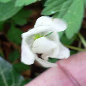 Photographie n°2556971 du taxon Anemone nemorosa L. [1753]