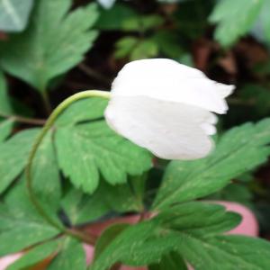 Photographie n°2556972 du taxon Anemone nemorosa L. [1753]