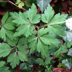 Photographie n°2556973 du taxon Anemone nemorosa L. [1753]