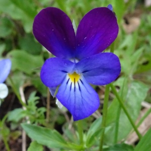 Photographie n°2556981 du taxon Viola tricolor L. [1753]