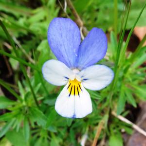Photographie n°2556982 du taxon Viola tricolor L. [1753]
