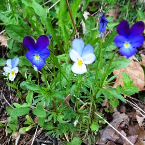 Photographie n°2556983 du taxon Viola tricolor L. [1753]