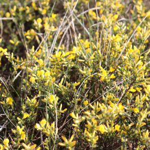 Photographie n°2556989 du taxon Genista pilosa L. [1753]