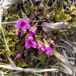 Photographie n°2556996 du taxon Saxifraga oppositifolia L. [1753]