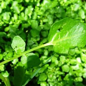 Photographie n°2557033 du taxon Nasturtium officinale R.Br. [1812]