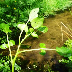 Photographie n°2557034 du taxon Nasturtium officinale R.Br. [1812]