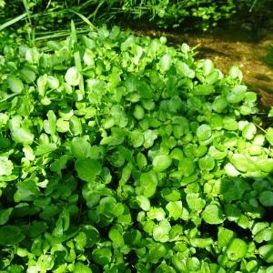 Photographie n°2557035 du taxon Nasturtium officinale R.Br. [1812]