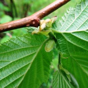 Photographie n°2557048 du taxon Corylus avellana L. [1753]