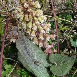 Photographie n°2557053 du taxon Petasites hybridus (L.) G.Gaertn., B.Mey. & Scherb. [1801]