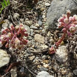 Photographie n°2557056 du taxon Petasites hybridus (L.) G.Gaertn., B.Mey. & Scherb. [1801]