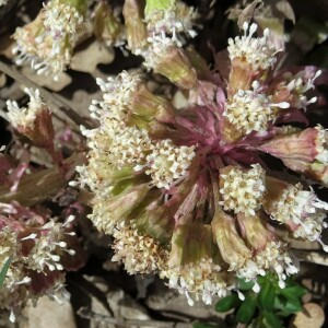 Photographie n°2557057 du taxon Petasites hybridus (L.) G.Gaertn., B.Mey. & Scherb. [1801]