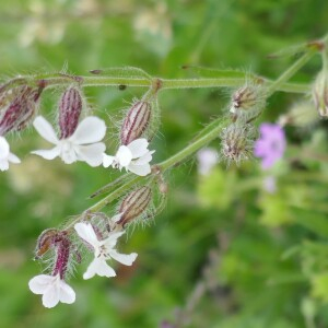 Photographie n°2557067 du taxon Silene gallica L. [1753]