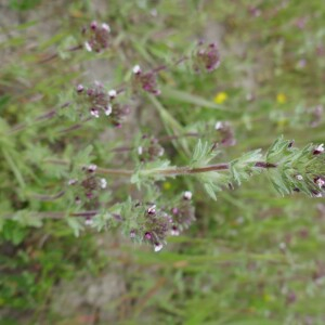 Photographie n°2557079 du taxon Parentucellia latifolia (L.) Caruel