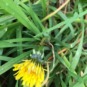 Photographie n°2557089 du taxon Taraxacum div. Sp.