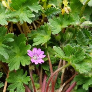 Photographie n°2557139 du taxon Geranium molle L.