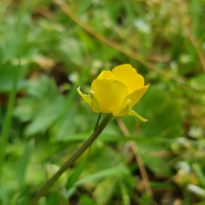 Photographie n°2557146 du taxon Ranunculus repens L.