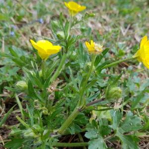 Photographie n°2557148 du taxon Ranunculus bulbosus L.