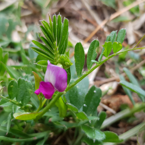 Photographie n°2557152 du taxon Vicia sativa L.