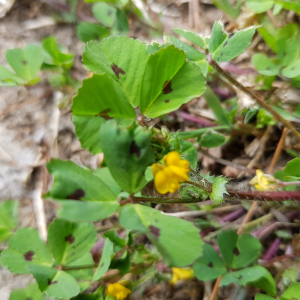 Photographie n°2557154 du taxon Medicago arabica (L.) Huds.