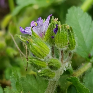 Photographie n°2557159 du taxon Erodium moschatum (L.) L'Hér.