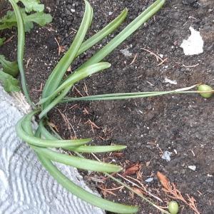 Photographie n°2557165 du taxon Galanthus nivalis L. [1753]