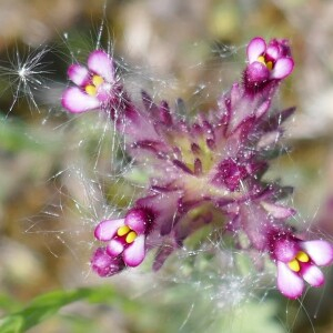 Photographie n°2557338 du taxon Parentucellia latifolia (L.) Caruel