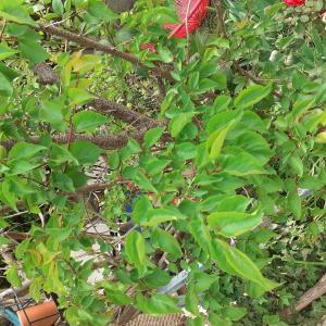 Photographie n°2557422 du taxon Prunus armeniaca L. [1753]