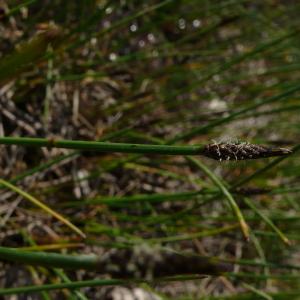 Photographie n°2557423 du taxon Eleocharis palustris (L.) Roem. & Schult. [1817]