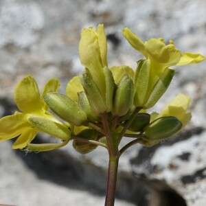 Photographie n°2557439 du taxon Brassica repanda (Willd.) DC.