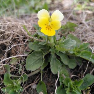 Photographie n°2557441 du taxon Viola tricolor L. [1753]