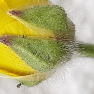 Photographie n°2557469 du taxon Ranunculus repens L.