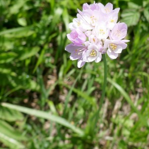 Photographie n°2557543 du taxon Allium roseum L. [1753]
