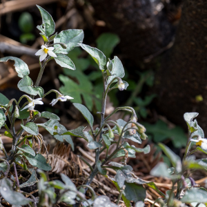 Photographie n°2557579 du taxon Solanum nigrum L. [1753]