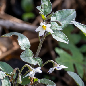 Photographie n°2557580 du taxon Solanum nigrum L. [1753]