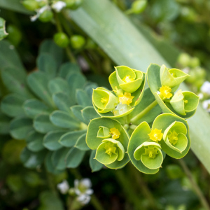 Photographie n°2557593 du taxon Euphorbia segetalis subsp. portlandica (L.) Litard. [1936]