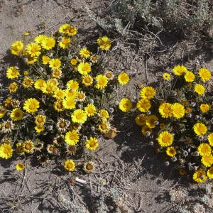 Photographie n°2557643 du taxon Asteriscus maritimus (L.) Less. [1832]