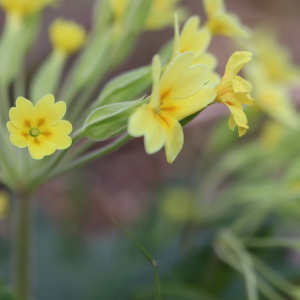 Photographie n°2557730 du taxon Primula elatior (L.) Hill [1765]