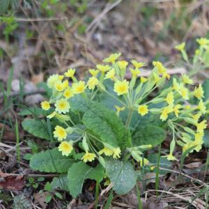 Photographie n°2557734 du taxon Primula elatior (L.) Hill [1765]