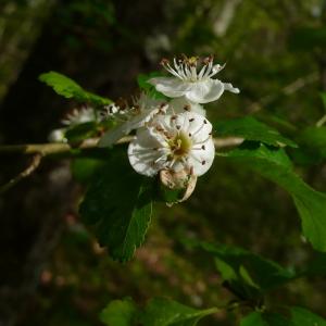 Photographie n°2557740 du taxon Crataegus laevigata (Poir.) DC. [1825]