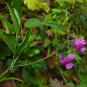 Photographie n°2557741 du taxon Lathyrus linifolius (Reichard) Bässler [1971]