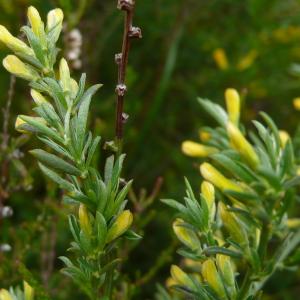 Photographie n°2557765 du taxon Genista pilosa subsp. pilosa